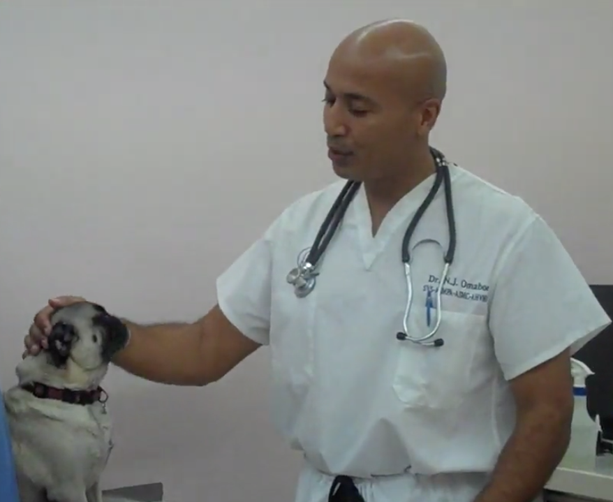 Cabinet Vétérinaire International,Geneva Veterinarian, veterinarian Geneva