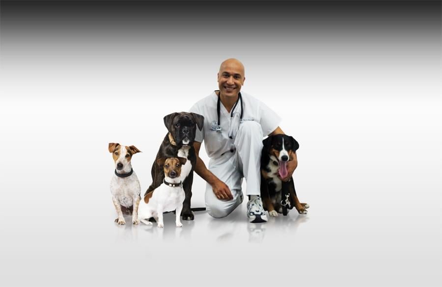  Cabinet Vétérinaire International, Dr Omaboe, Geneva Veterinarian, veterinarian Geneva
