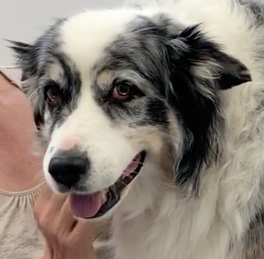  Cabinet Vétérinaire International, Geneva Veterinarian, veterinarian Geneva, thila