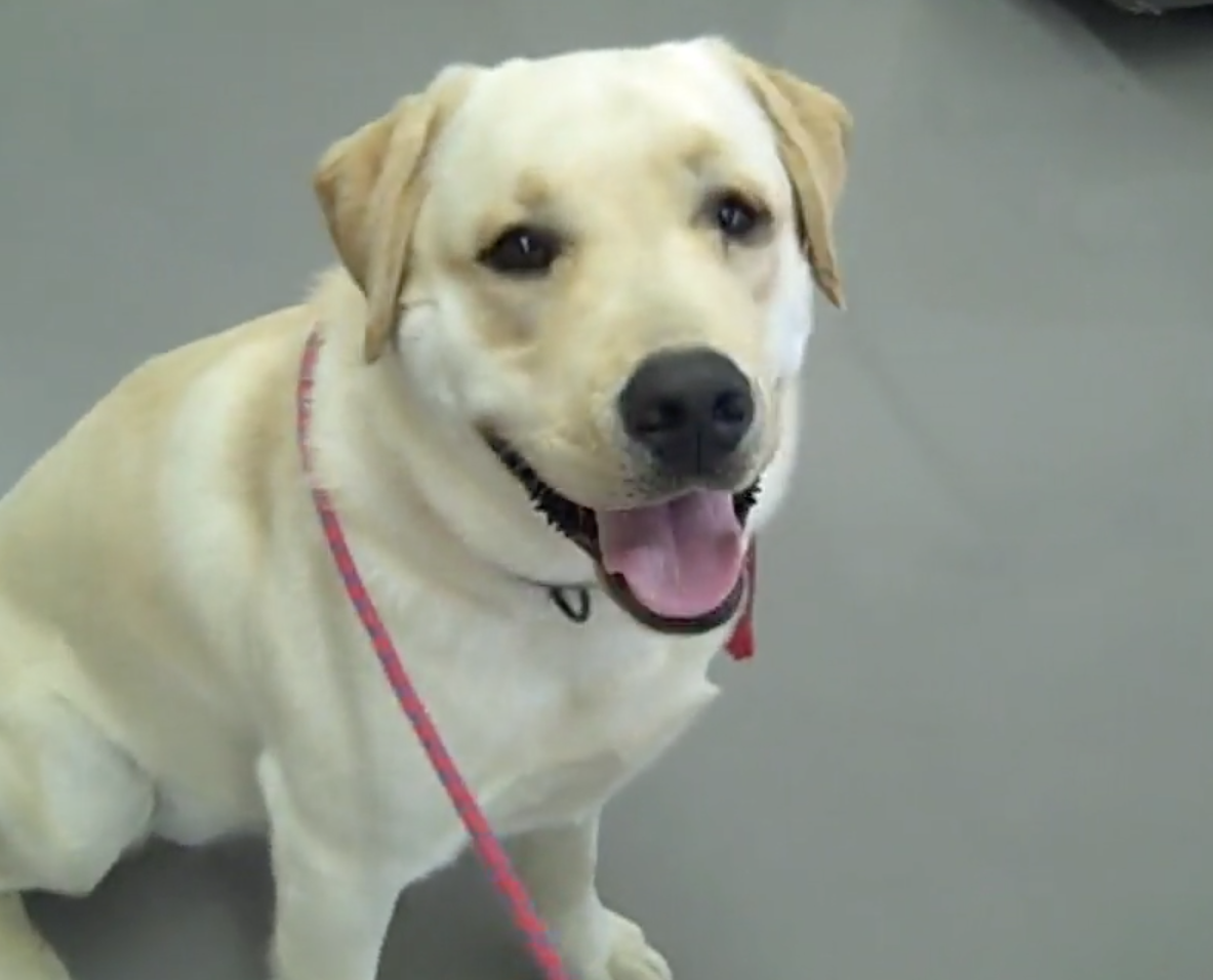  Cabinet Vétérinaire International, Geneva Veterinarian, veterinarian Geneva, Cordy